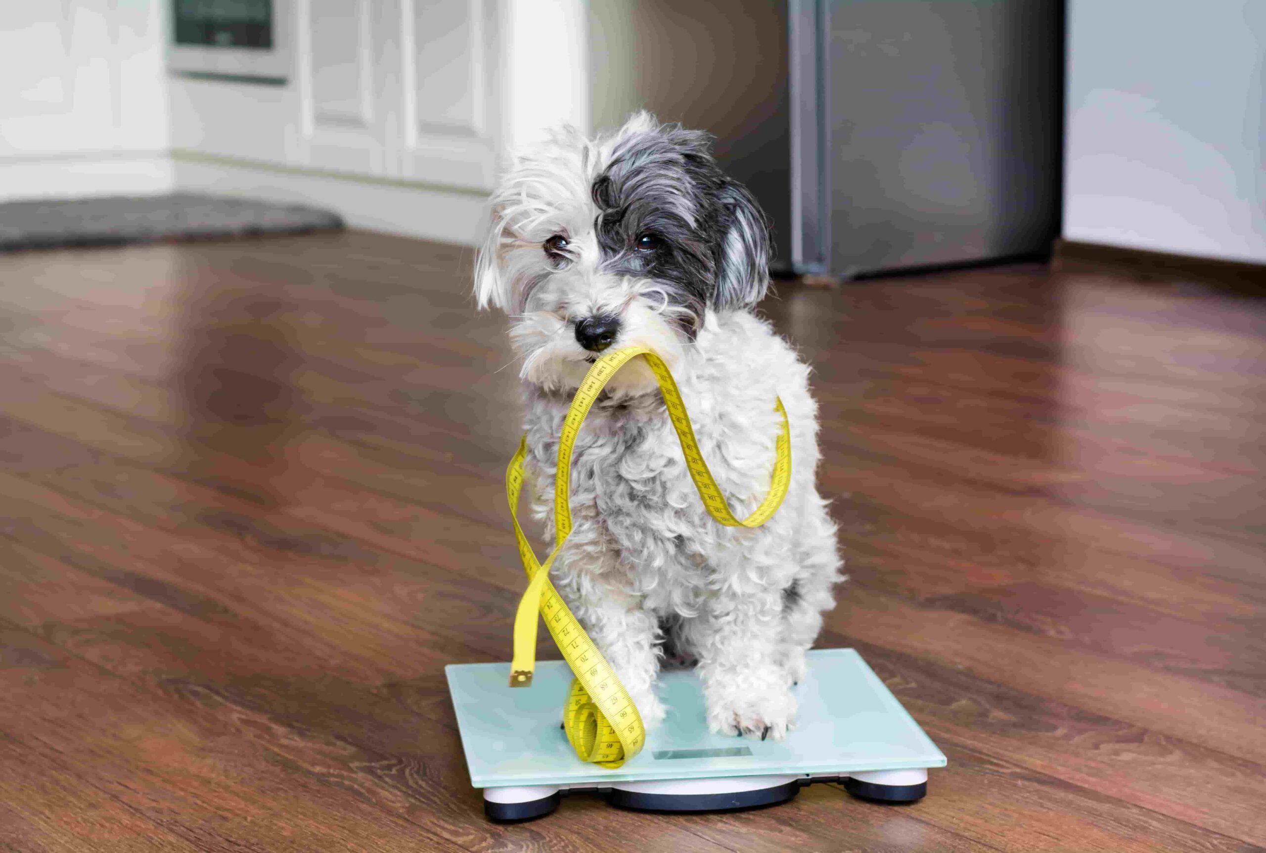Prévenir l&rsquo;obésité chez les chiens par une alimentation contrôlée